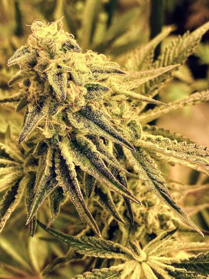 Cannabis plant close up.